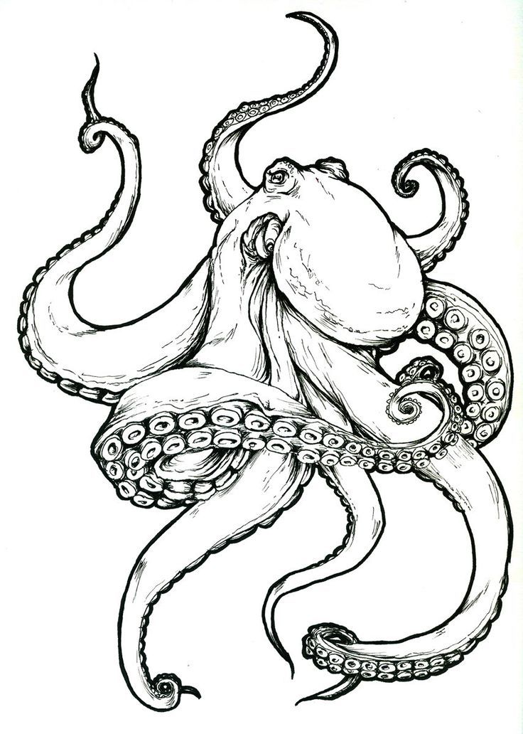 Kraken Drawing | Free download on ClipArtMag