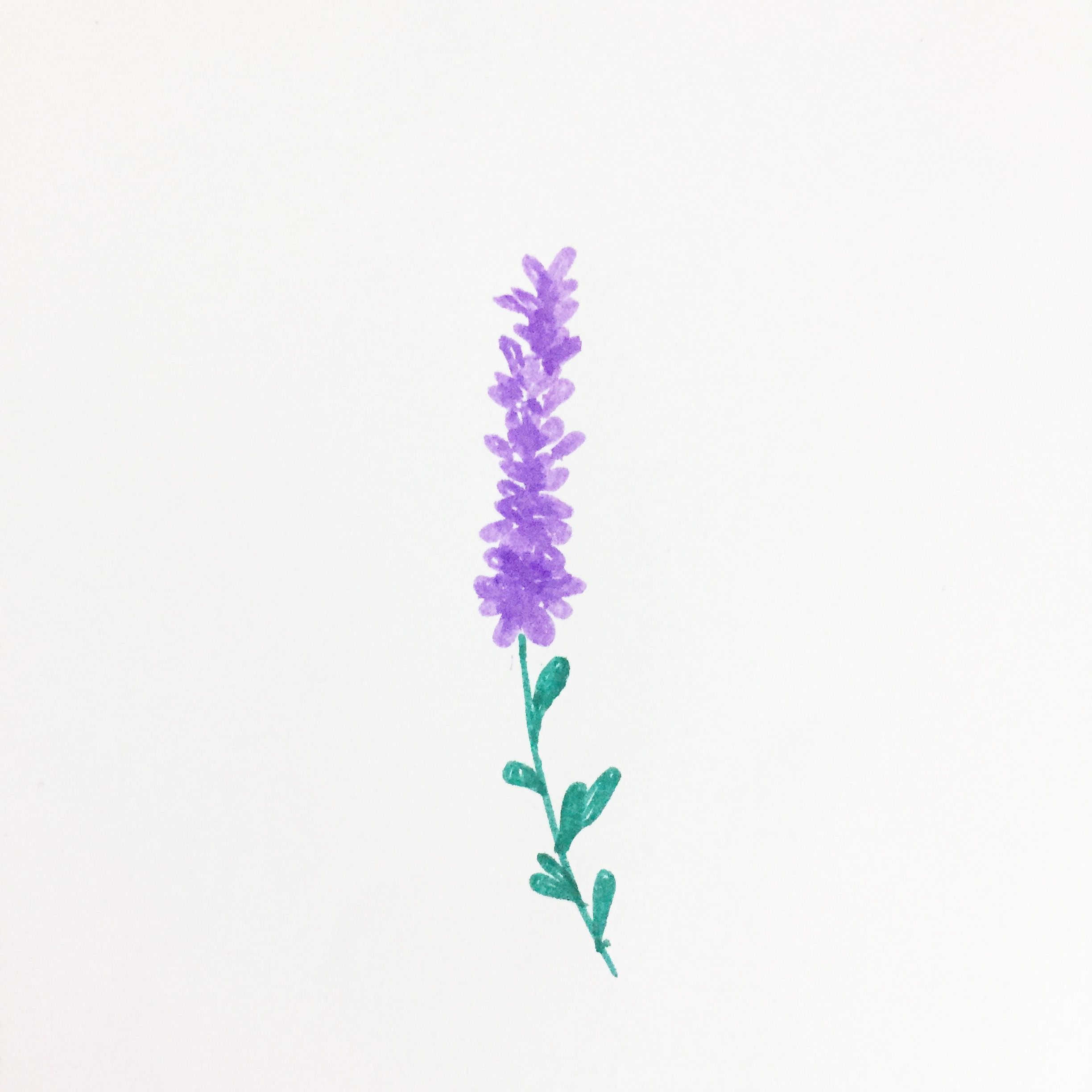 Lavender Drawing | Free download on ClipArtMag