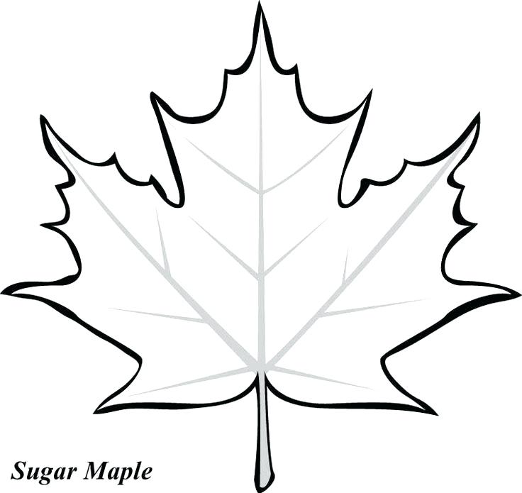 Leaf Cartoon Drawing Free download on ClipArtMag