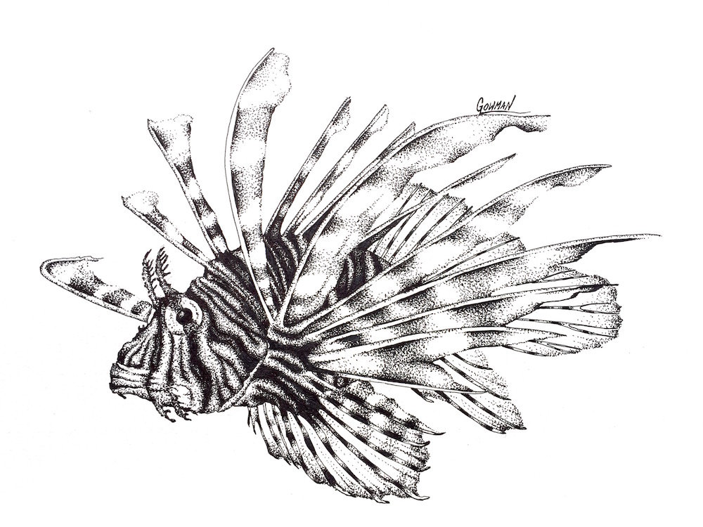 Collection of Lionfish clipart | Free download best Lionfish clipart on