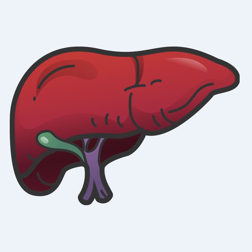 Liver Drawing