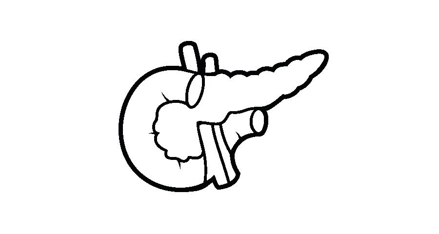 Liver Drawing | Free download on ClipArtMag