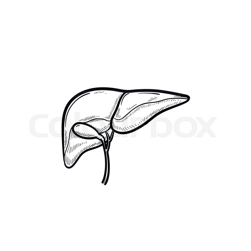 Liver Drawing | Free download on ClipArtMag