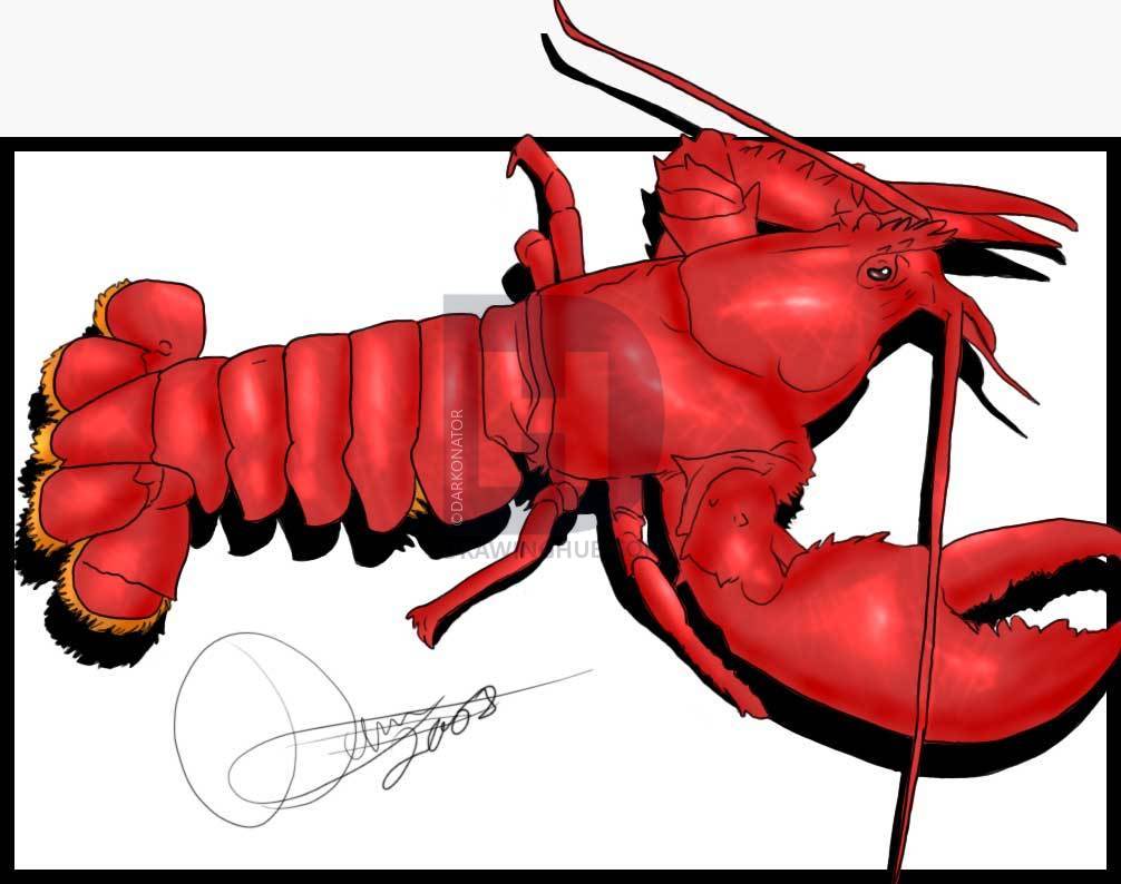 Lobster Claw Drawing Free download on ClipArtMag