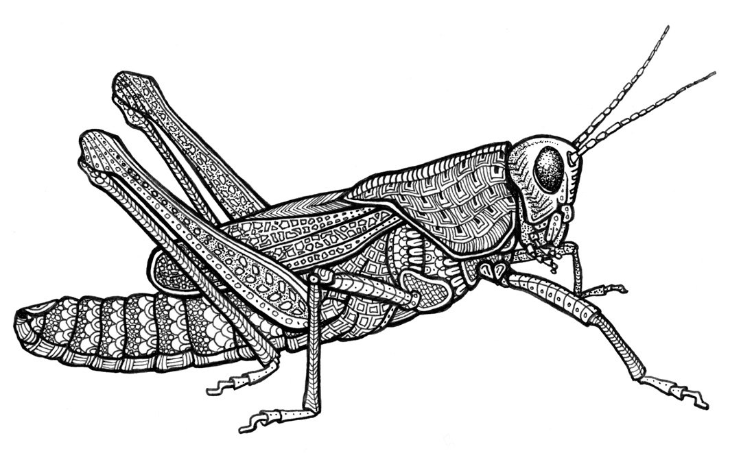 Locust Drawing Free download on ClipArtMag