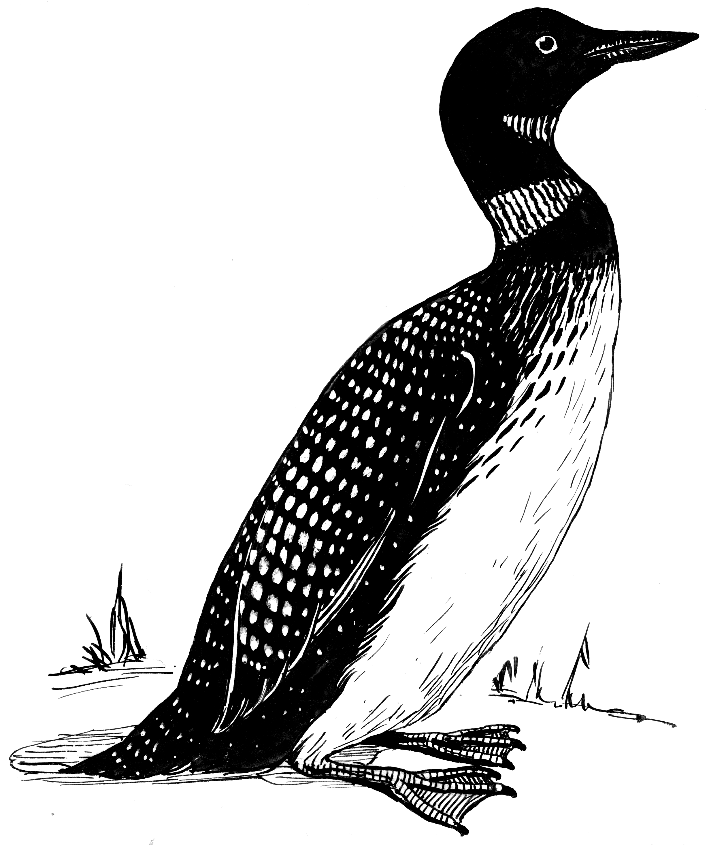 Loon Drawing Free download on ClipArtMag