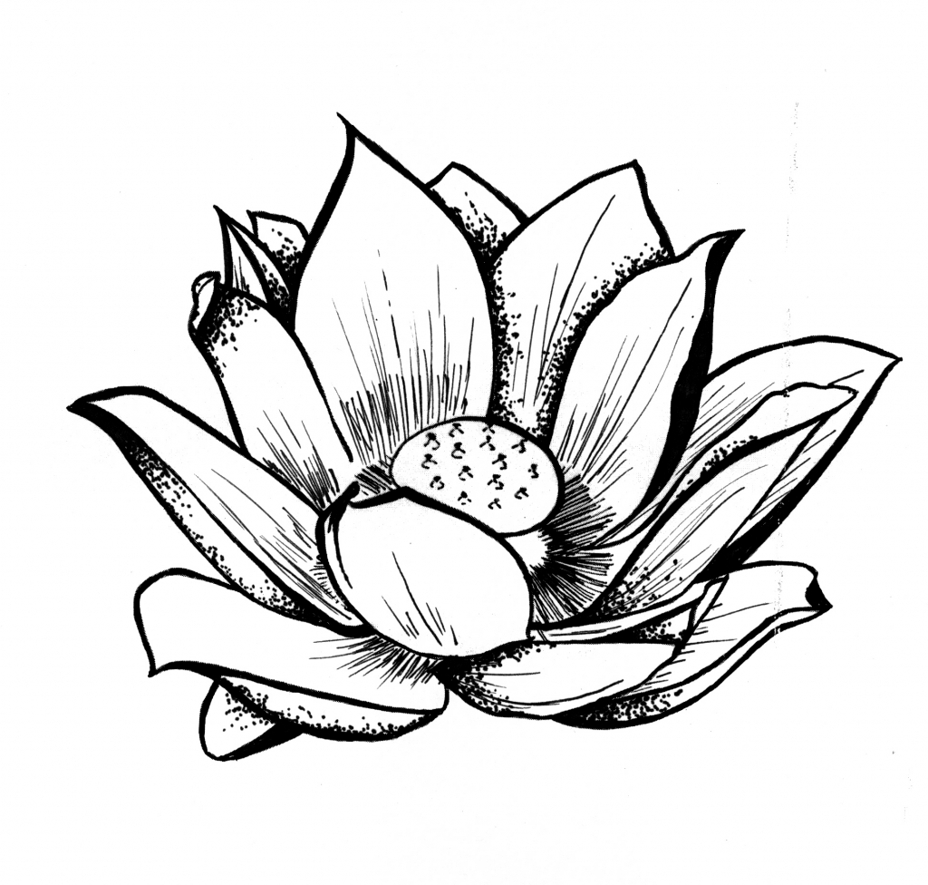 Lotus Flower Black And White Drawing | Free download on ClipArtMag