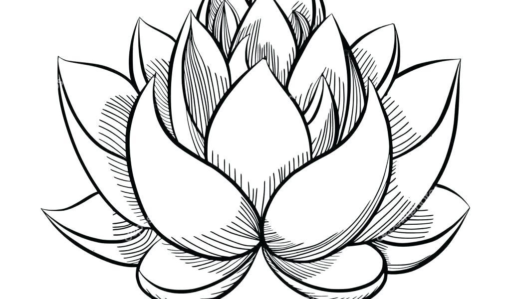 Cartoon Flower Drawing Sketch Lotus for Kids