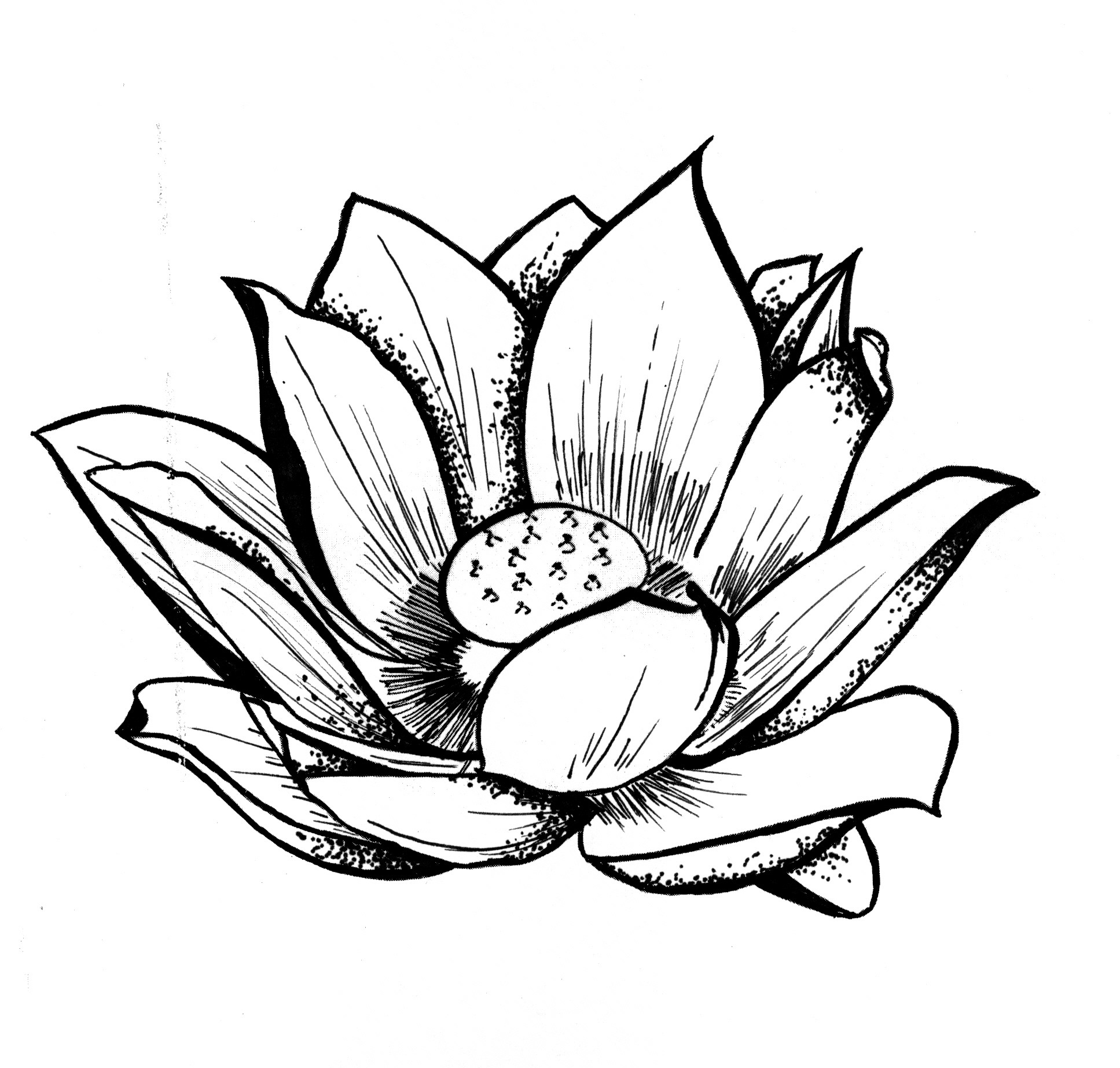 Lotus Pencil Drawing