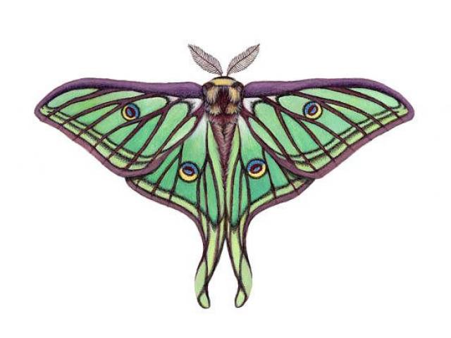 Luna Moth Drawing Free Download On Clipartmag