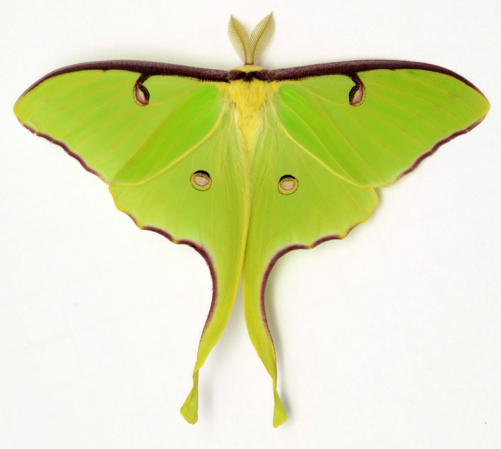 Luna Moth Drawing | Free download on ClipArtMag