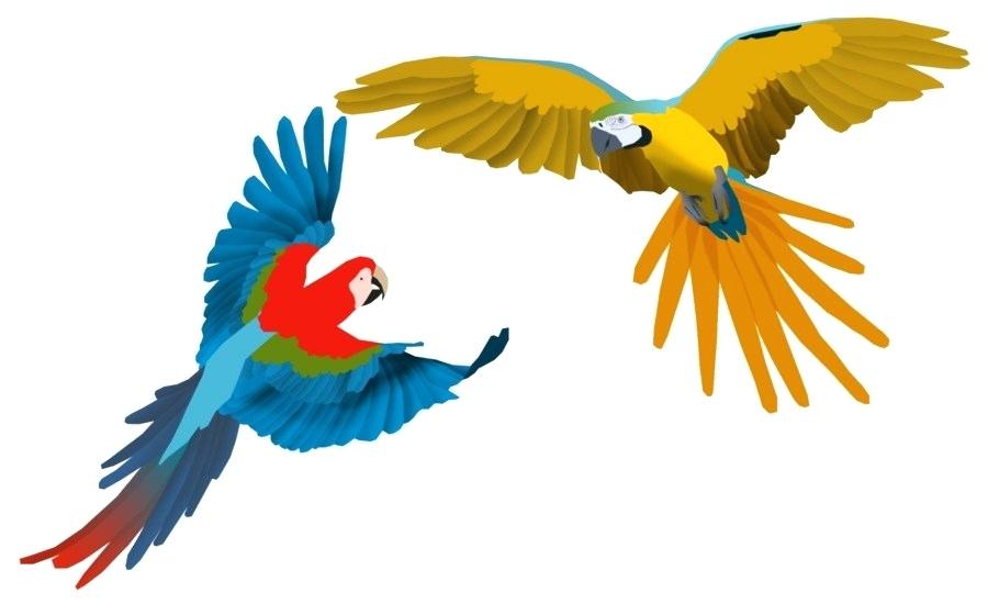 Collection of Macaw clipart | Free download best Macaw clipart on