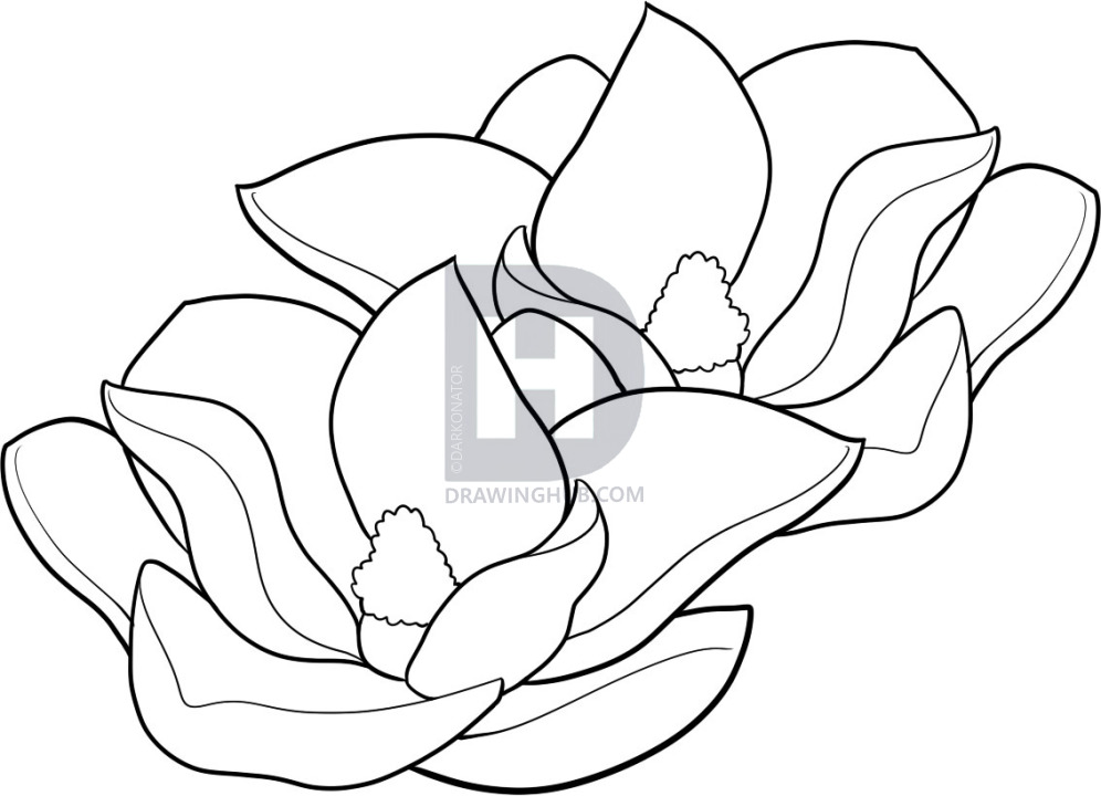 Magnolia Tree Drawing | Free download on ClipArtMag