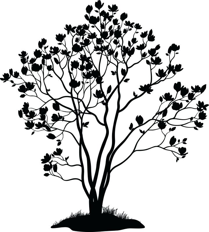 Magnolia Tree Drawing Free download on ClipArtMag