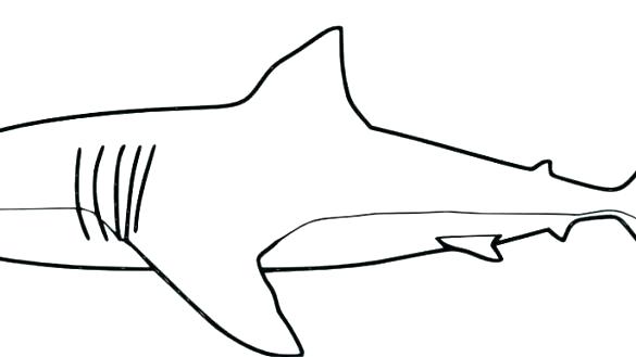 Megalodon Shark Drawing | Free download on ClipArtMag