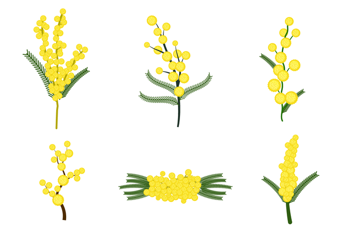 Mimosa Drawing | Free download on ClipArtMag