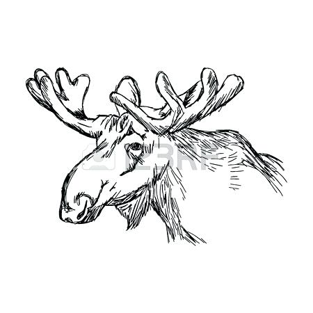 Moose Drawing | Free download on ClipArtMag