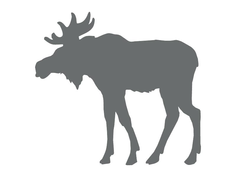 Collection of Moose clipart | Free download best Moose clipart on