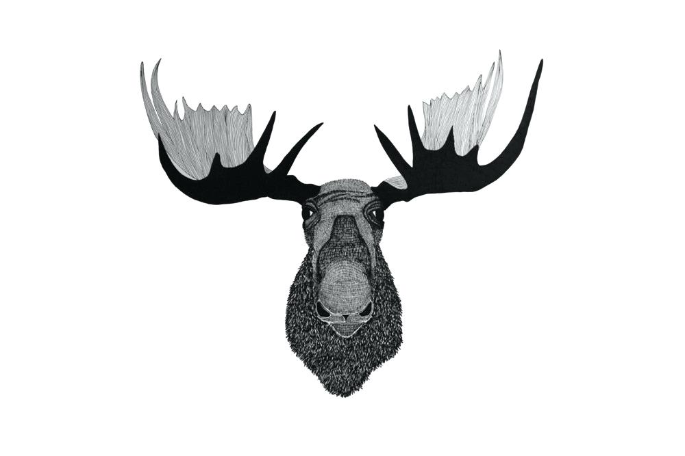 Moose Head Drawing | Free download on ClipArtMag