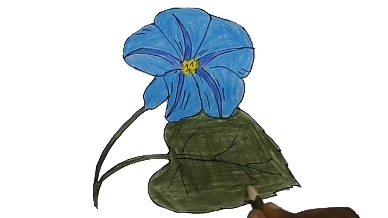 Morning Glory Flower Drawing | Free download on ClipArtMag