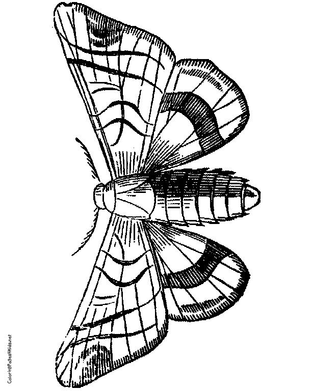 Moth Line Drawing Free download on ClipArtMag