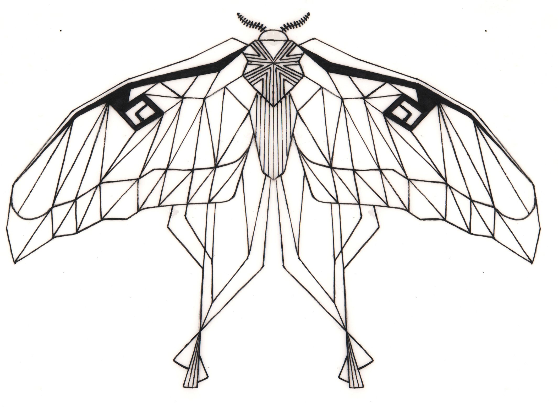 Moth Line Drawing Free download on ClipArtMag