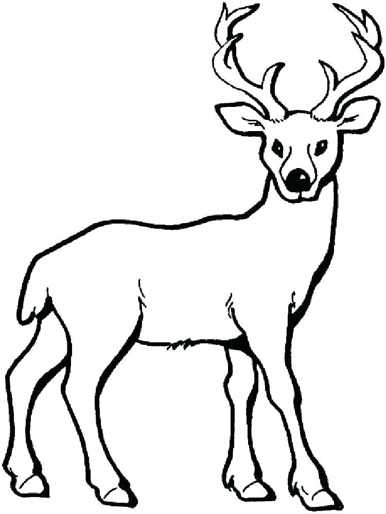 Mule Deer Drawing | Free download on ClipArtMag