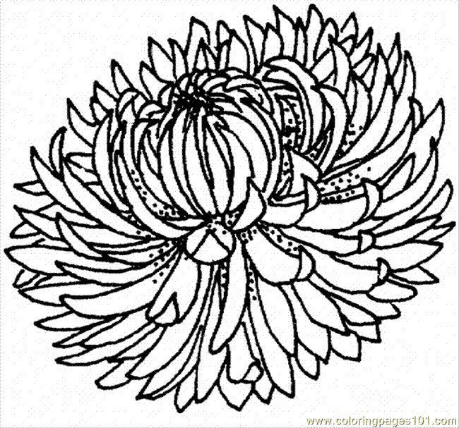 Mum Flower Drawing Free download on ClipArtMag