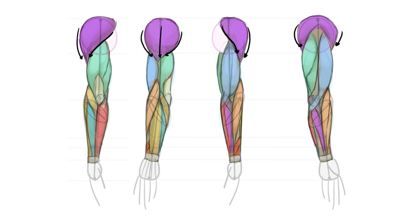 Muscle Arm Drawing | Free download on ClipArtMag