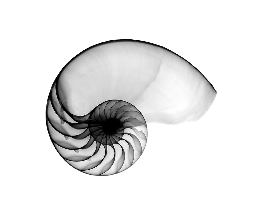 Nautilus Shell Drawing | Free download on ClipArtMag