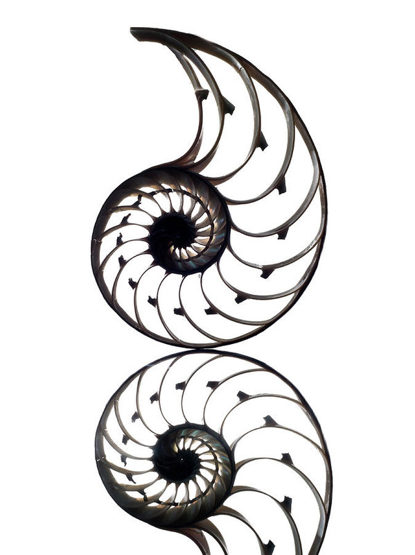 Nautilus Shell Drawing | Free download on ClipArtMag