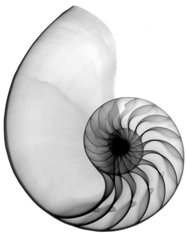 Nautilus Shell Drawing | Free download on ClipArtMag