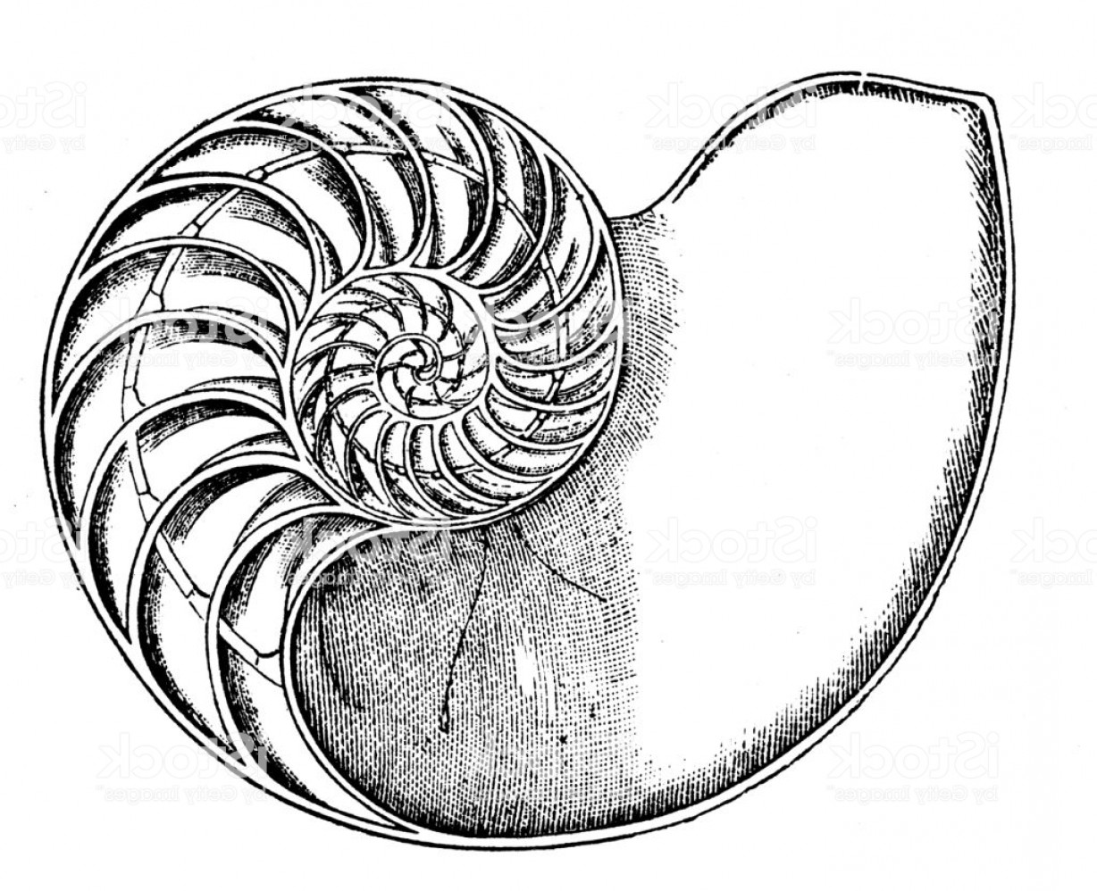 Nautilus Shell Drawing | Free download on ClipArtMag