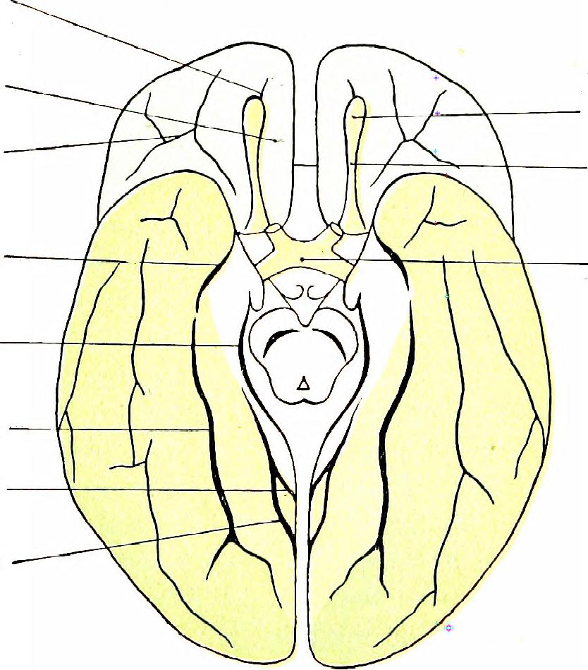 Central Nervous System Diagram Drawing - Pin by Fatemah on evo in 2020