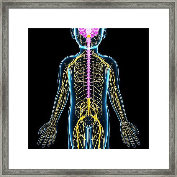 Nervous System Diagram Hd : Researchers identify gene mutation that