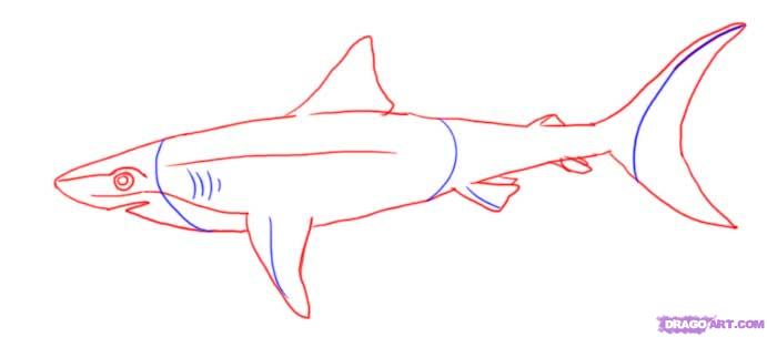 Nurse Shark Drawing 