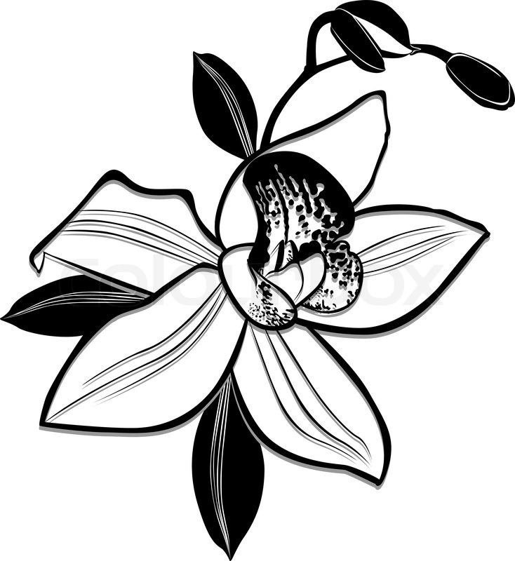 Orchid Drawing | Free download on ClipArtMag