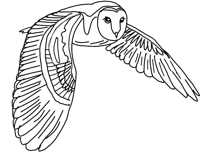 20+ New For Colour Barn Owl Drawing | Creative Things Thursday