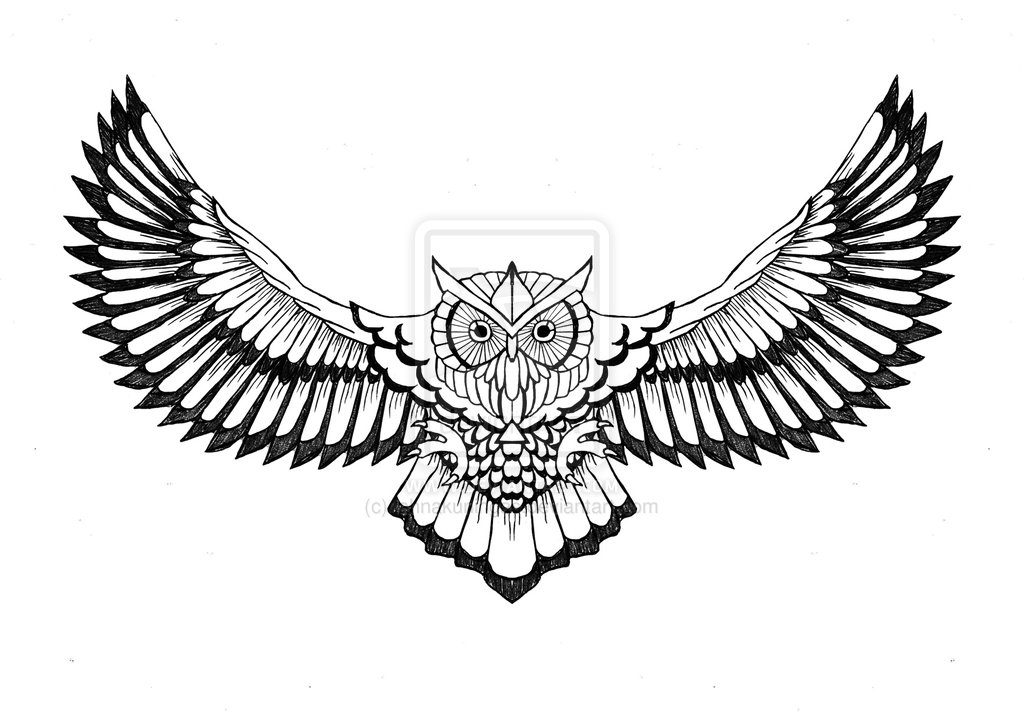 Owl Flying Drawing | Free download on ClipArtMag