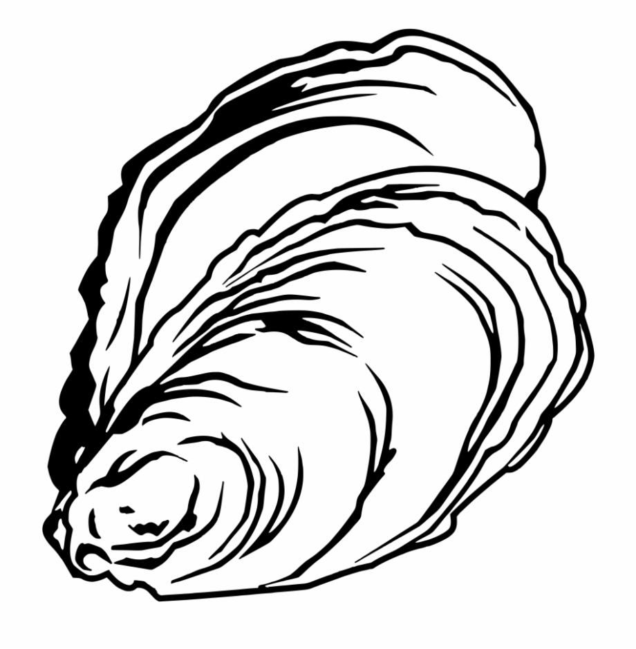 Oyster Drawing | Free download on ClipArtMag