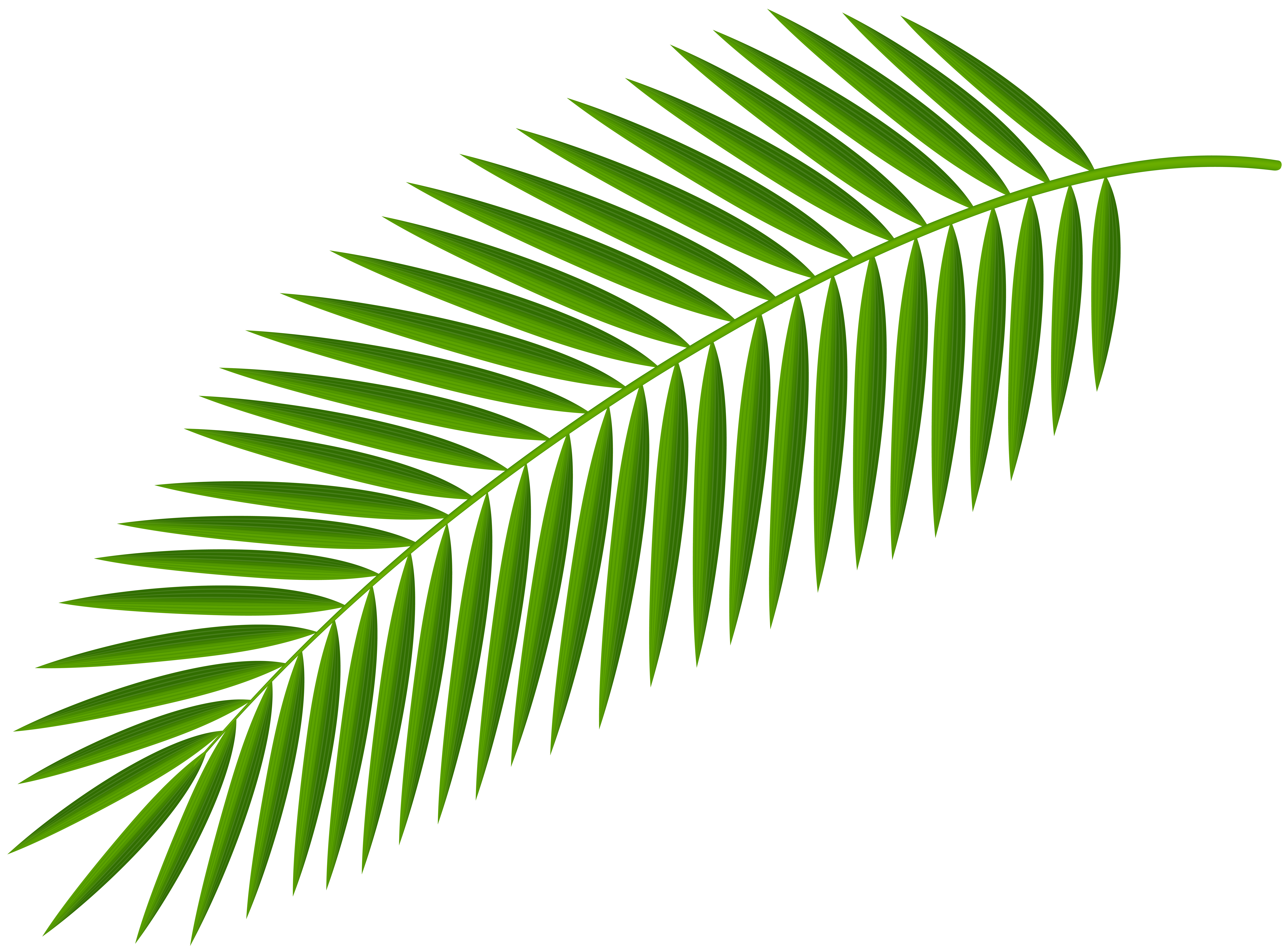 Palm Branch Drawing Free download on ClipArtMag