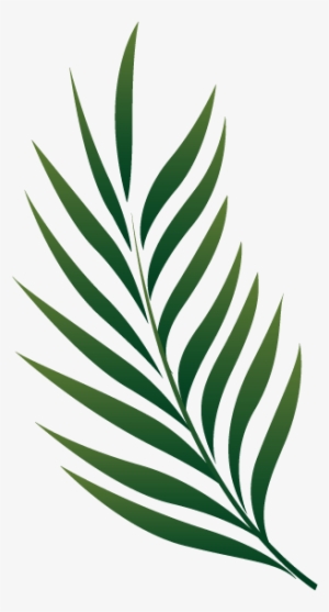 Palm Frond Drawing | Free download on ClipArtMag