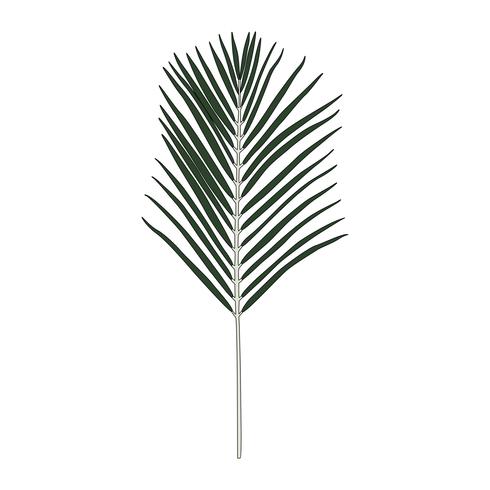 Palm Leaf Drawing | Free download on ClipArtMag