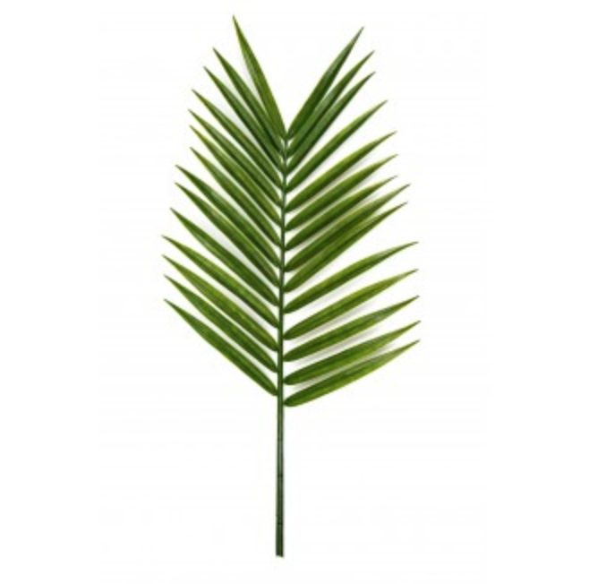 Palm Leaf Drawing | Free download on ClipArtMag