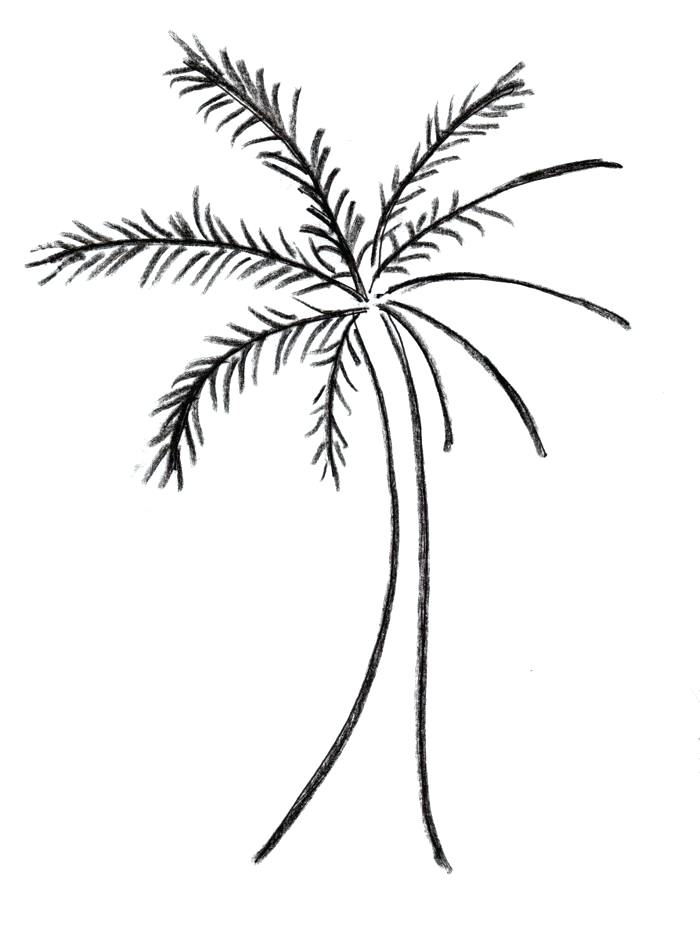 Palm Tree Drawing Step By Step | Free download on ClipArtMag