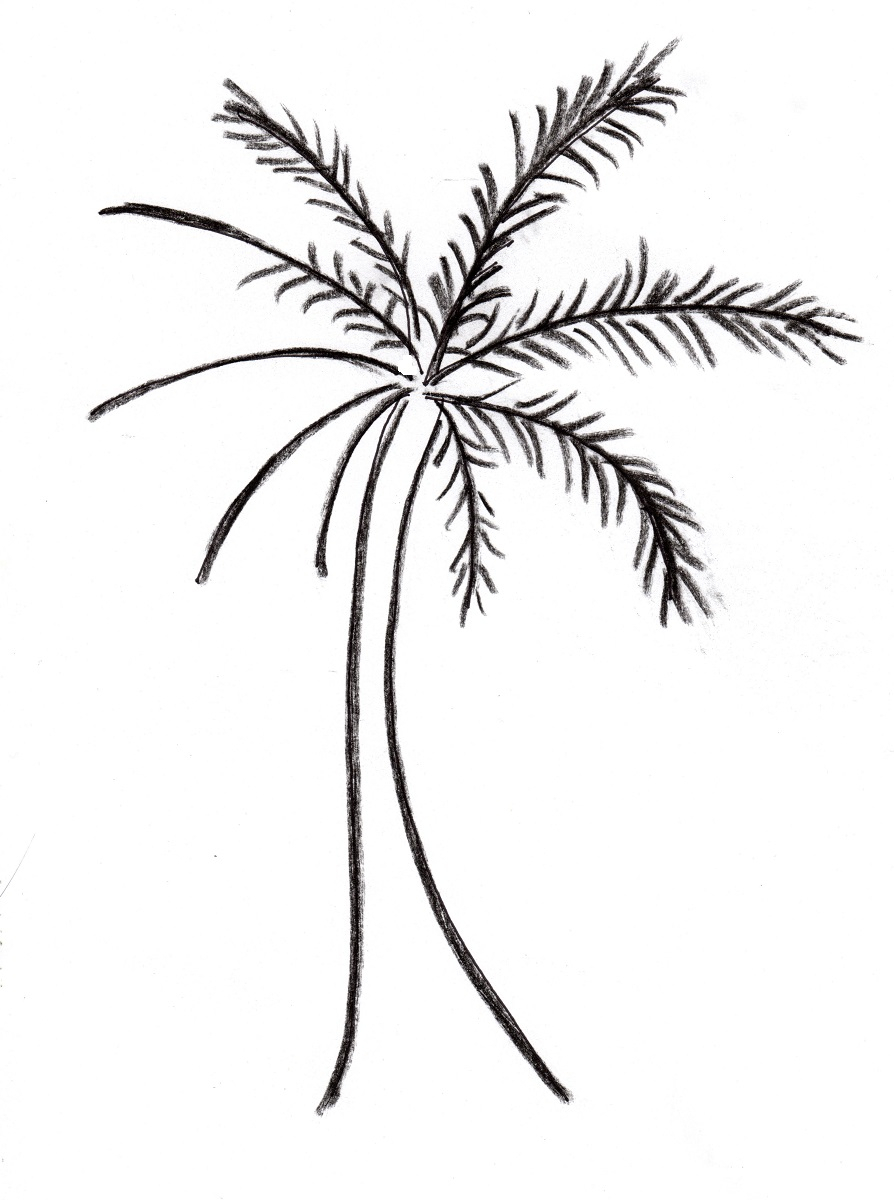 Palm Tree Drawing Step By Step | Free download on ClipArtMag
