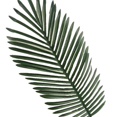 Palm Tree Leaf Drawing | Free download on ClipArtMag