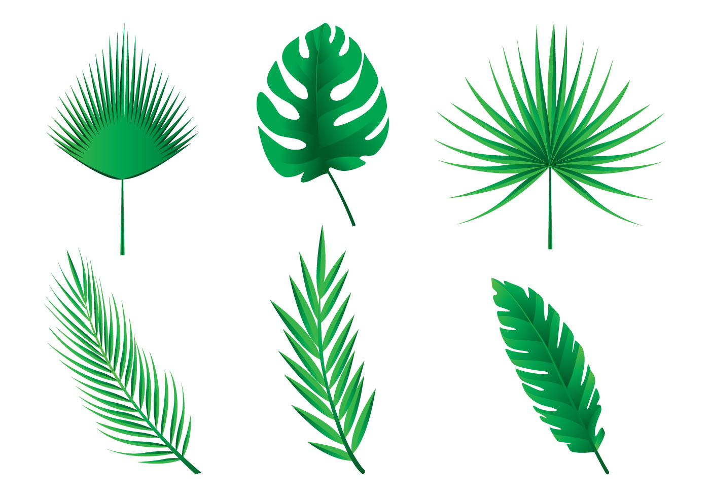 Palm Tree Leaf Drawing Free download on ClipArtMag