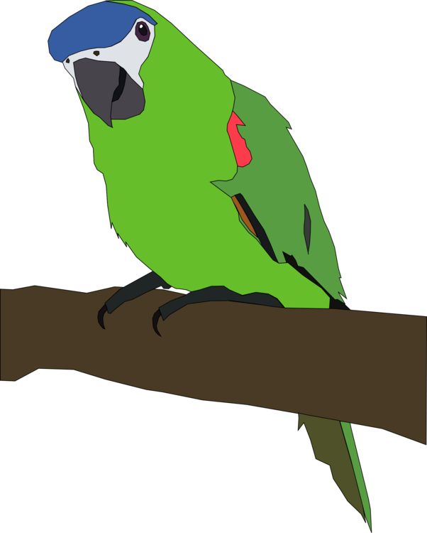 Parakeet Drawing | Free download on ClipArtMag
