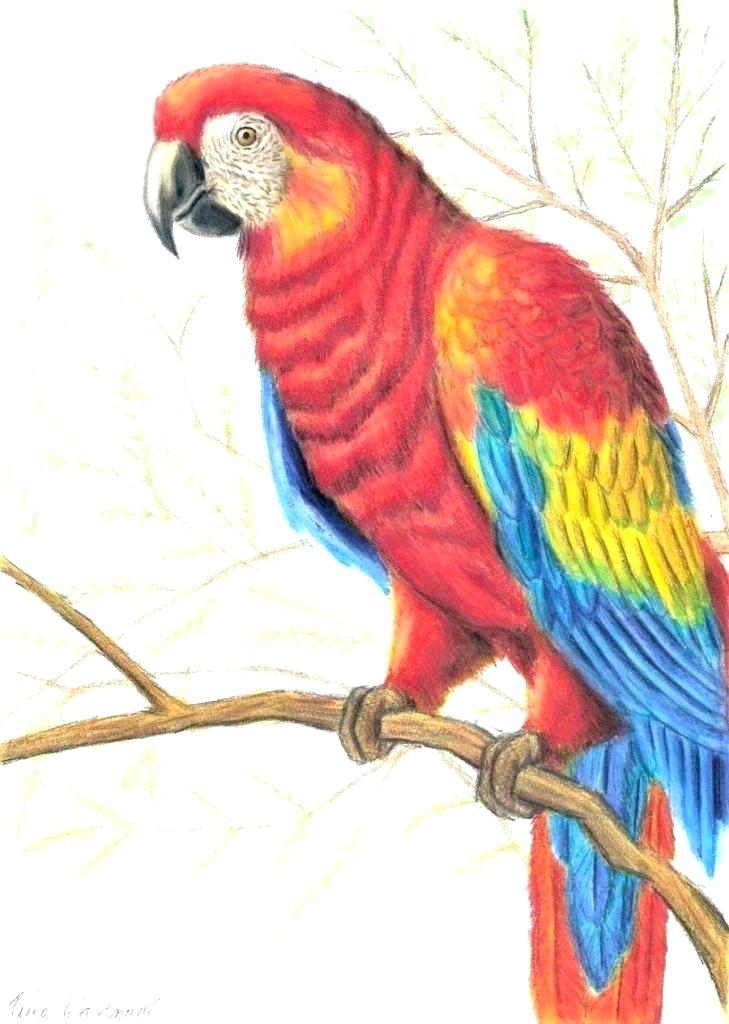 Simple Parrot Sketch Drawing for Girl